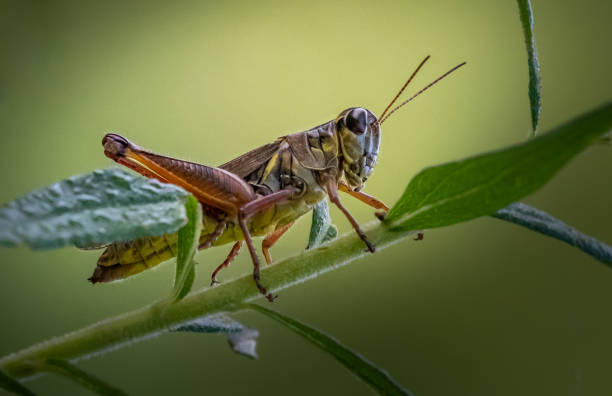 istock A differential grasshopper standing on a slender plant against a smooth blurred green background 1219823164