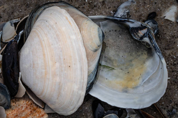 istock Clam shells on the beach on Long Beach Island, NJ 1219823165