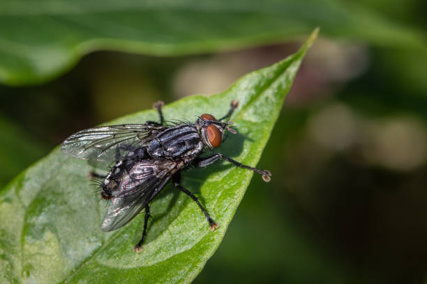 una mosca de carne de pie sobre una amplia hoja verde en un prado de pensilvania - close up animal eye flesh fly fly fotografías e imágenes de stock