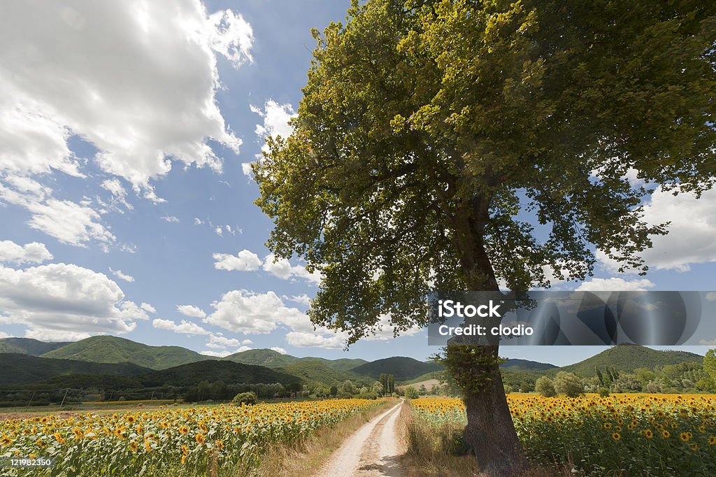 Пейзаж между Лацио и Умбрия (Италия) в лето с sunflo - Стоковые фото Подсолнух роялти-фри