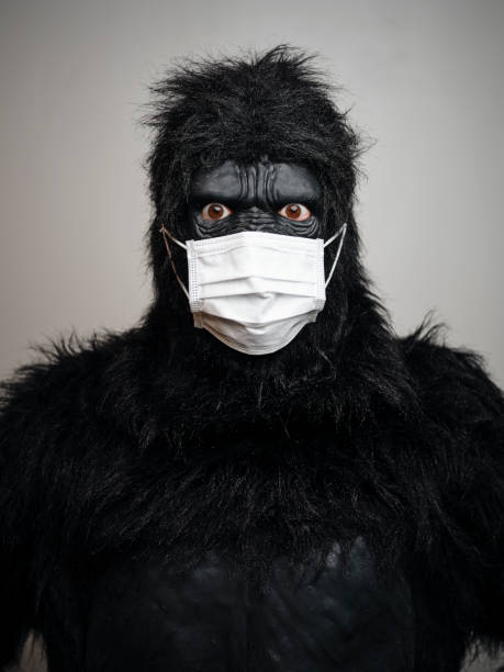 gorilla trägt eine maske - monkey mask animal ape stock-fotos und bilder