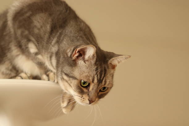istock A cat with a facial expression aiming for prey. 1219825532