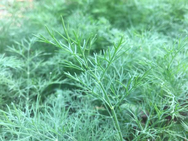 istock Pointed leafy vegetables in the field 1219825737