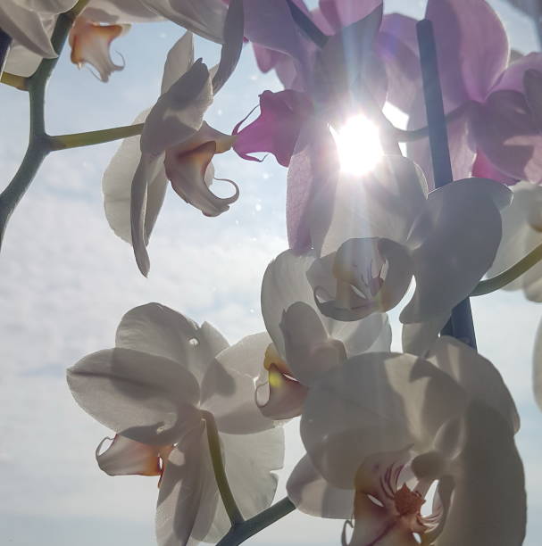 istock close up. beautiful delicate lilies against the sky 1219826289