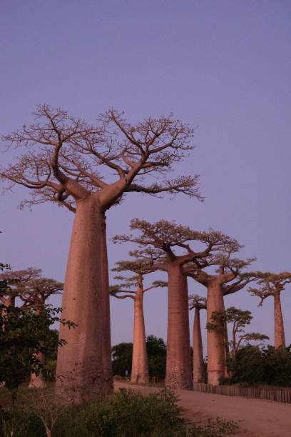 istock Sunset and sunrise on the Baobab Road in Madagascar 1219826404