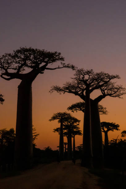 istock Sunset and sunrise on the Baobab Road in Madagascar 1219826433