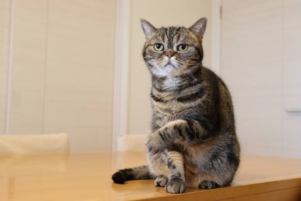 istock A cute cat acting as if it had injured his arm. 1219826434