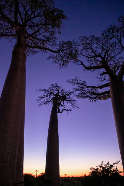 istock Sunset and sunrise on the Baobab Road in Madagascar 1219826465
