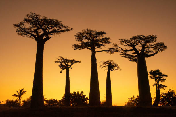 istock Sunset and sunrise on the Baobab Road in Madagascar 1219826507