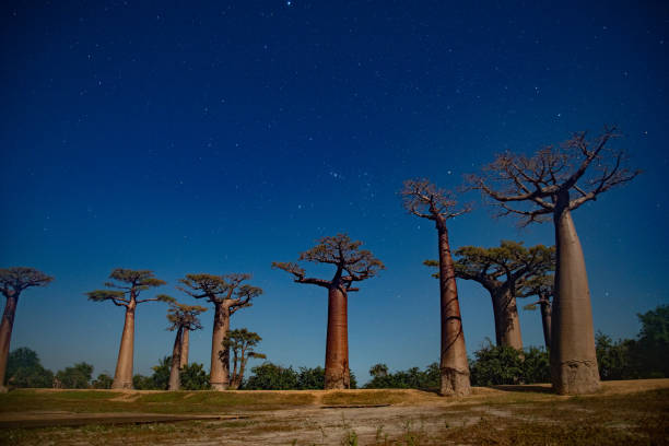 istock Sunset and sunrise on the Baobab Road in Madagascar 1219826533