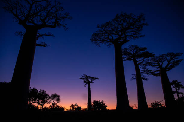 istock Sunset and sunrise on the Baobab Road in Madagascar 1219826575