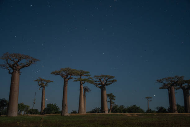 istock Sunset and sunrise on the Baobab Road in Madagascar 1219826749
