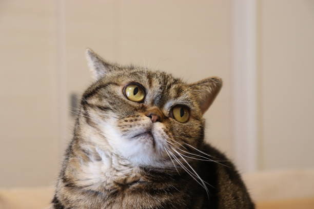 istock A cute cat who is vigilant and defeats one ear. 1219827179