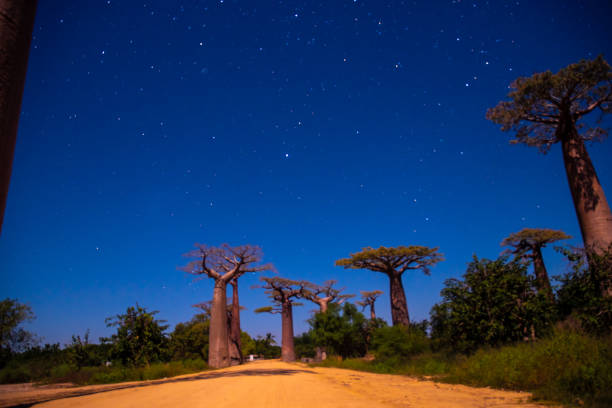 istock Sunset and sunrise on the Baobab Road in Madagascar 1219827183