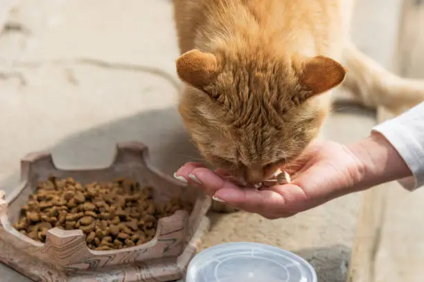 A cat-loving woman holds cat food and feeds cats