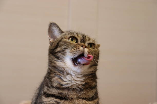 istock Cute cat with open mouth and round tongue. 1219827298