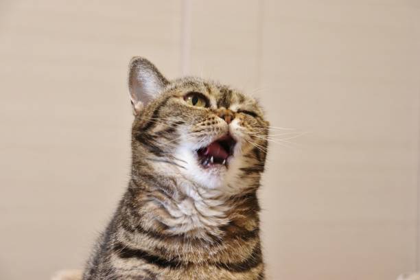 istock A cute cat that winks and opens his mouth. 1219827312