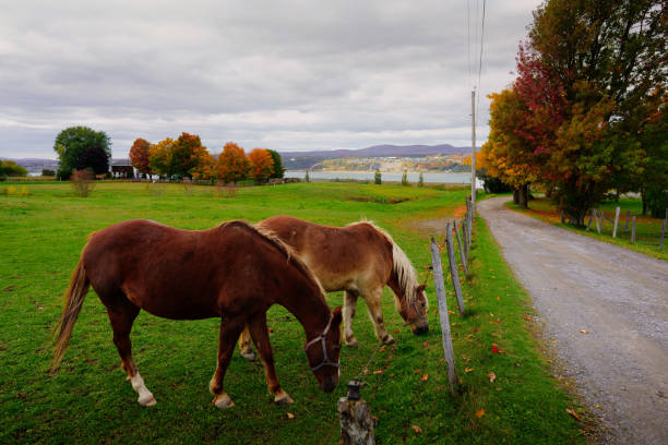 istock Blonde horse in rural Quebec 1219828055