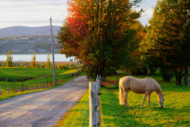 blonde horse in rural quebec - barbed wire rural scene wooden post fence imagens e fotografias de stock