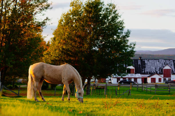 Elderly pretty grey pony standing in field on winters day.