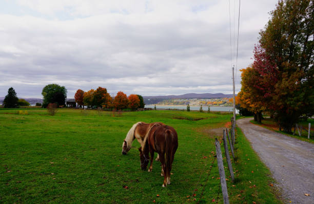 istock Blonde horse in rural Quebec 1219828088