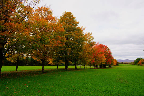 istock A row of maples in Quebec 1219828127