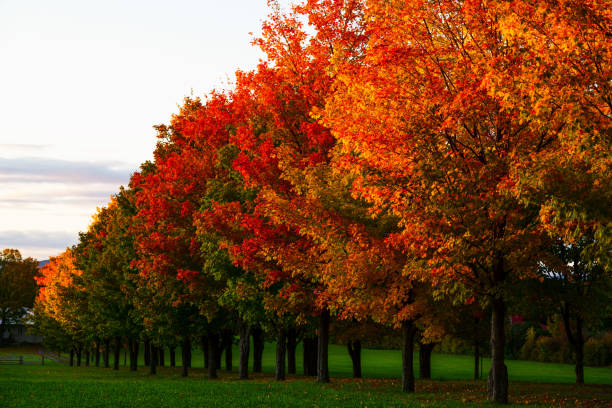 A row of maples in Quebec