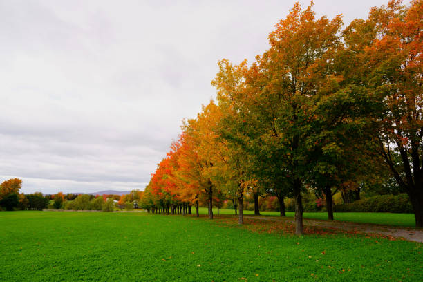 istock A row of maples in Quebec 1219828157