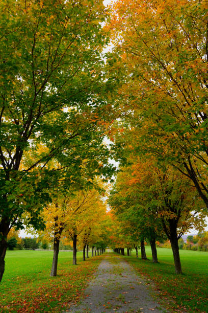 istock A row of maples in Quebec 1219828189