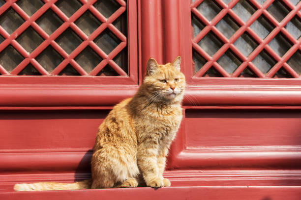 A yellow vigilant cat in the park