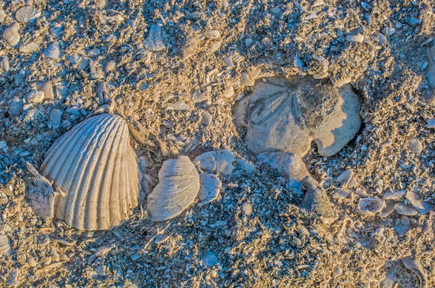 istock Coquina is a sedimentary rock composed chiefly of shell fragments. Because shells are made of calcium carbonate, coquina is formally a limestone San Ignacio Lagoon, Baja California, Mexico 1219829561