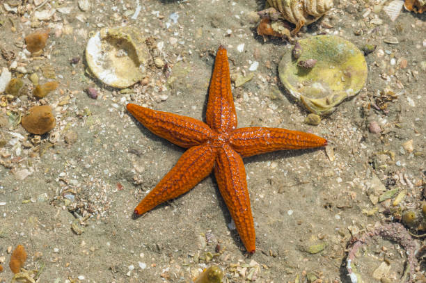 Thin-spined sea star, Echinaster tenuispina, on a beach in San Ignacio Lagoon, Baja, Mexico Thin-spined sea star, Echinaster tenuispina, on a beach in San Ignacio Lagoon, Baja, Mexico el vizcaino biosphere reserve stock pictures, royalty-free photos & images