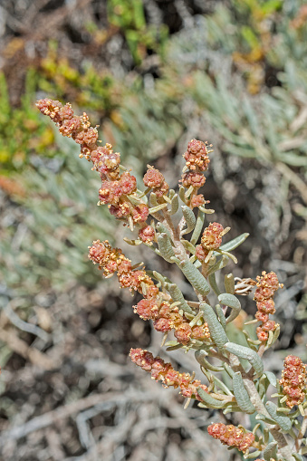Fourwing Saltbush Atriplex Canescens In Bud Growing At San Ignacio Fourwing Saltbush Atriplex Canescens In Bud Growing At San Ignacio