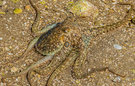 Two-spot Octopus (Octopus bimaculoides), also known as the \