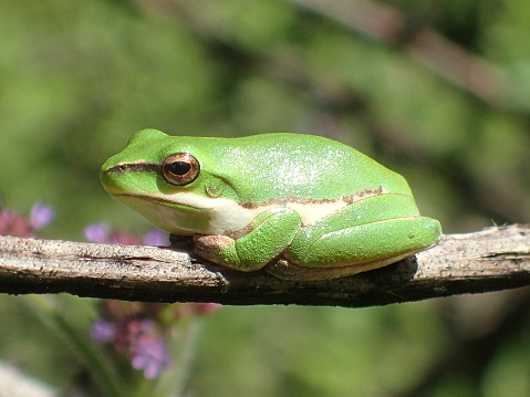 Dwarf Green Tree Frog, Litoria fallax  Sydney, Australia