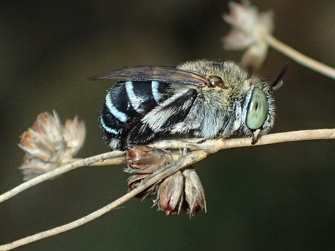 Blue Banded Bee, Habitat graden, Australia