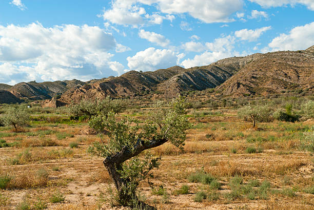 Landscape at summer between Aragon and Catalonia