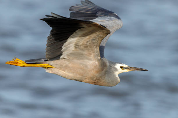 istock White-faced Heron of Australasia 1219831652