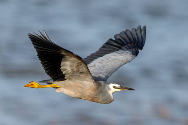 istock White-faced Heron of Australasia 1219831875