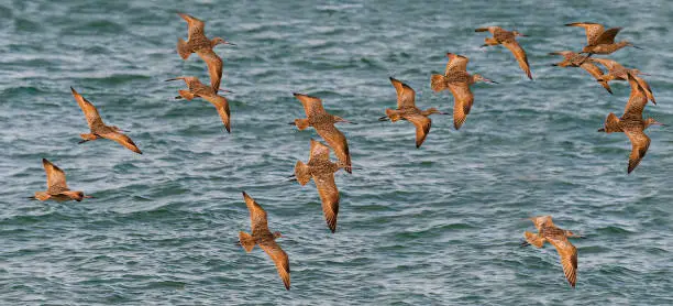 Photo of The Marbled Godwit, Limosa fedoa, is a large shorebird. Adults have long blue-grey legs and a very long pink bill with a slight upward curve and dark at the tip.  San Ignacio Lagoon, Baja, Mexico