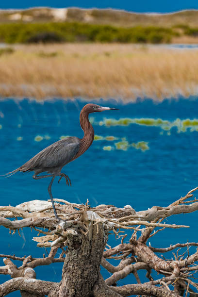 The reddish egret (Egretta rufescens) is a medium-sized heron and found in San Ignacio Lagoon. The reddish egret (Egretta rufescens) is a medium-sized heron and found in San Ignacio Lagoon. el vizcaino biosphere reserve stock pictures, royalty-free photos & images