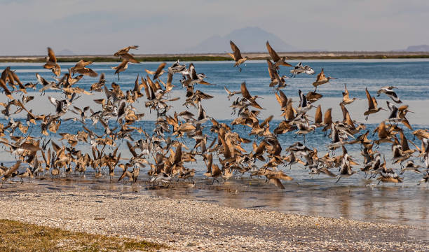 marbled godwit, limosa fedoa, jest dużym ptakiem przybrzeżnym. dorośli mają długie niebiesko-szare nogi i bardzo długi różowy bill z lekką krzywą w górę i ciemną na czubku. willet, tringa semipalmata inornata.  laguna san ignacio, baja, meksyk - sandpiper willet godwit marbled godwit zdjęcia i obrazy z banku zdjęć