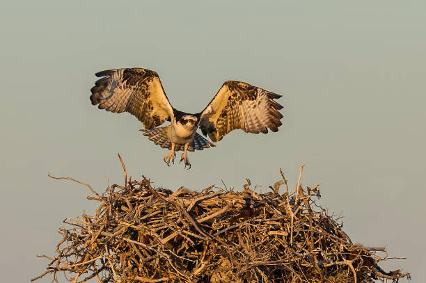istock The osprey (Pandion haliaetus)—also called fish eagle, sea hawk, river hawk, and fish hawk and found in San Ignacio Lagoon.  With a nest on top of a pole. 1219833060