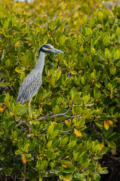 The Yellow-crowned Night Heron, Nycticorax violaceus or Nyctanassa violacea, is a smaller heron. These birds stalk their prey or wait in ambush at the water's edge, mainly at night. The Yellow-crowned Night Heron, Nycticorax violaceus or Nyctanassa violacea, is a smaller heron. These birds stalk their prey or wait in ambush at the water's edge, mainly at night. They mainly eat crustaceans, mollusks, frogs, aquatic insects and small fish. San Ignacio Lagoon, Baja, Mexico. On an red mangrove tree. el vizcaino biosphere reserve stock pictures, royalty-free photos & images