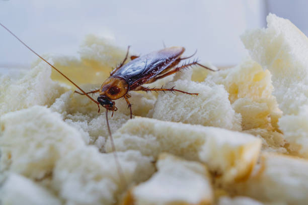 istock Close up of cockroach on a slice of bread. 1219833721