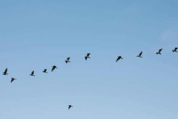 istock A flock of seagulls flying in the sky 1219833845