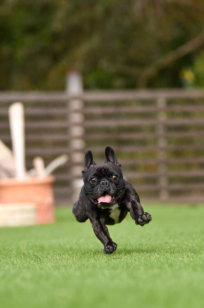 istock French bulldog playing in dog run 1219834579