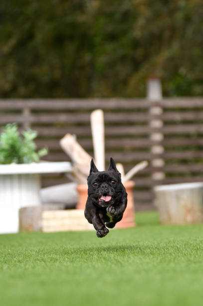 istock French bulldog playing in dog run 1219834599