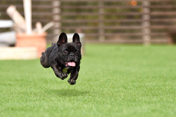 istock French bulldog playing in dog run 1219834613
