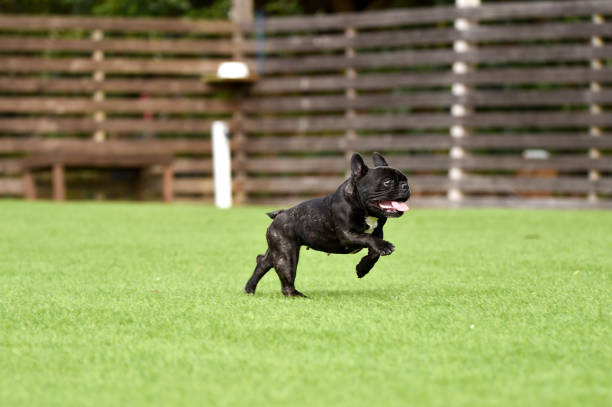 istock French bulldog playing in dog run 1219834623